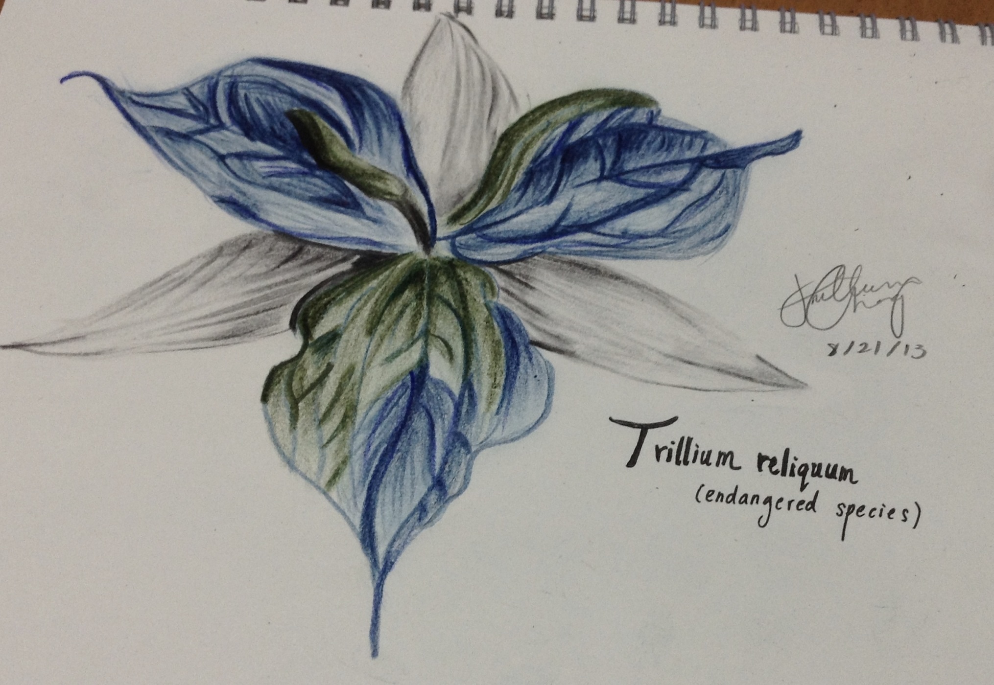Trillium Day 6 Sketch Talfredprufrock
